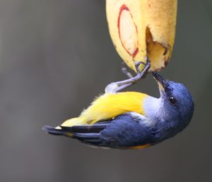 Orange-bellied Flowerpecker, 橙腹啄花鸟, Dicaeum trigonostigma-gallery-42