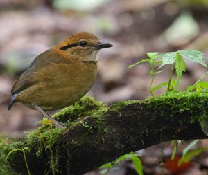 Schneider’s Pitta, 施氏八色鸫, Hydrornis schneideri-gallery-39