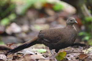 Bronze-tailed Peacock-Pheasant, 铜尾孔雀雉, Polyplectron chalcurum-gallery-38