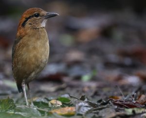Schneider’s Pitta, 施氏八色鸫, Hydrornis schneideri-gallery-19