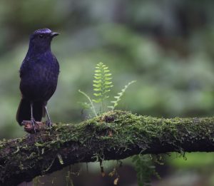Shiny Whistling Thrush, 辉亮啸鸫, Myophonus melanurus-gallery-33