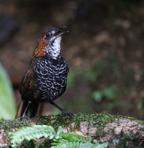 Marbled Wren Babbler, 石纹鹪鹛, Turdinus marmoratus-gallery-31