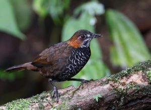 Marbled Wren Babbler, 石纹鹪鹛, Turdinus marmoratus-gallery-3