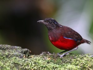Graceful Pitta, 黑冠八色鸫, Erythropitta venusta-gallery-28