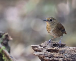 Lesser Shortwing, 白喉短翅鸫, Brachypteryx leucophris-gallery-26
