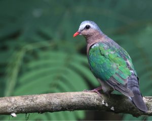 Asian Emerald Dove, 绿翅金鸠, Chalcophaps indica-gallery-16