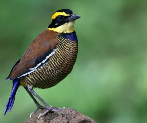 Javan Banded Pitta, 蓝尾八色鸫, Hydrornis guajanus-gallery-0