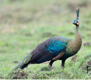Green Peafowl, 绿孔雀, Pavo muticus-gallery-17