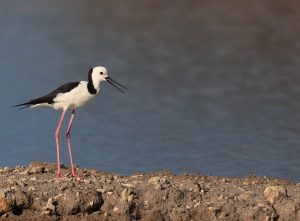 Pied Stilt, 澳洲长脚鹬, Himantopus leucocephalus-gallery-11