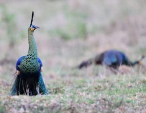 Green Peafowl, 绿孔雀, Pavo muticus-gallery-12