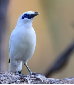 Bali Myna, 长冠八哥, Leucopsar rothschildi-gallery-13
