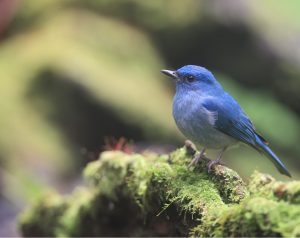 Pale Blue Flycatcher, 纯蓝仙鹟, Cyornis unicolor-gallery-9