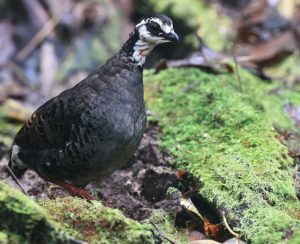 Grey-breasted Partridge, 灰胸山鹧鸪, Arborophila orientalis-gallery-8