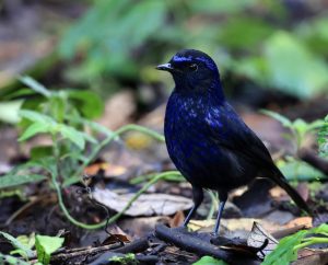 Shiny Whistling Thrush, 辉亮啸鸫, Myophonus melanurus-gallery-7