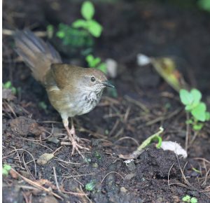 Javan Bush Warbler, 爪哇短翅莺, Locustella montis-gallery-5