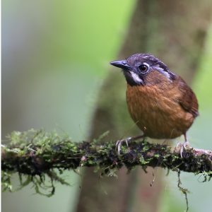 Grey-throated Babbler, 黑头穗鹛, Stachyris nigriceps-gallery-6