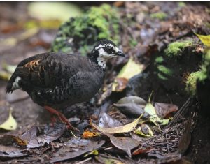 Grey-breasted Partridge, 灰胸山鹧鸪, Arborophila orientalis-gallery-40