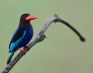 Javan Kingfisher, 爪哇翡翠, Halcyon cyanoventris-gallery-35