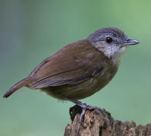 Horsfield’s Babbler, 霍氏雅鹛, Malacocincla sepiaria-gallery-24