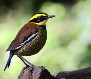 Javan Banded Pitta, 蓝尾八色鸫, Hydrornis guajanus-gallery-25