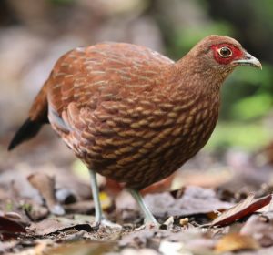 Salvadori’s Pheasant, 黑尾鹇, Lophura inornata-gallery-2