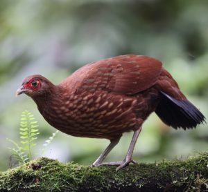 Salvadori’s Pheasant, 黑尾鹇, Lophura inornata-gallery-36