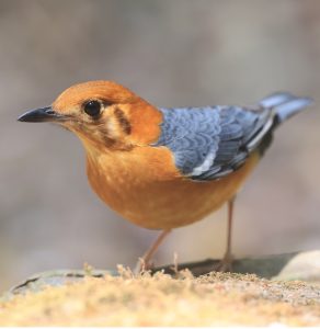 Orange-headed Thrush, 橙头地鸫, Geokichla citrina-gallery-22