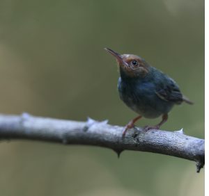 Olive-backed Tailorbird, 爪哇缝叶莺, Orthotomus sepium-gallery-32