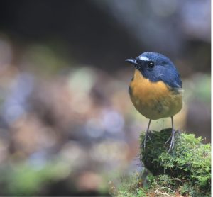 Snowy-browed Flycatcher, 棕胸蓝姬鹟, Ficedula hyperythra-gallery-30