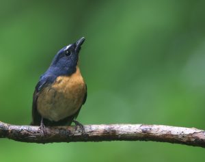 Snowy-browed Flycatcher, 棕胸蓝姬鹟, Ficedula hyperythra-gallery-1
