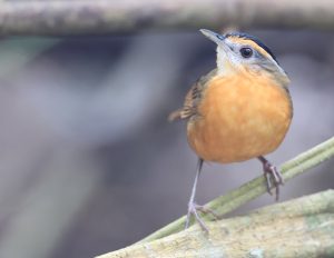 Javan Black-capped Babbler, 黑冠幽鹛, Pellorneum capistratum-gallery-27