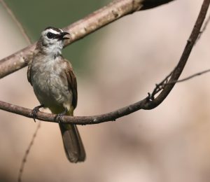 Yellow-vented Bulbul, 白眉黄臀鹎, Pycnonotus goiavier-gallery-20
