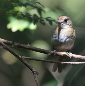 Fulvous-chested Jungle Flycatcher, 绿背林鹟, Cyornis olivaceus-gallery-18