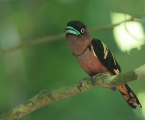 Banded Broadbill, 带斑阔嘴鸟, Eurylaimus javanicus-gallery-14