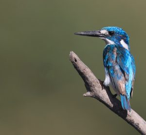 Cerulean Kingfisher, 小蓝翠鸟, Alcedo coerulescens-gallery-15