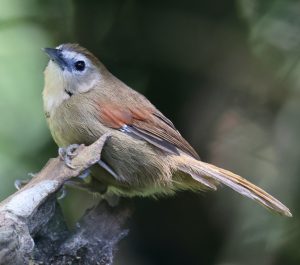 Crescent-chested Babbler, 珠颊穗鹛, Cyanoderma melanothorax-gallery-23