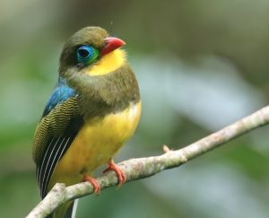 Sumatran Trogon, 苏门答腊咬鹃, Apalharpactes mackloti-gallery-34