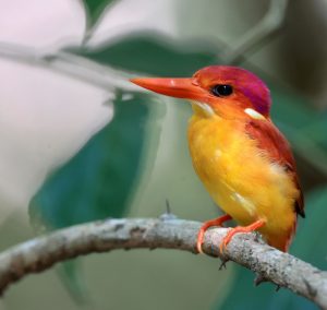 Rufous-backed Dwarf Kingfisher, 三趾翠鸟, ceyx rufidorsa-gallery-29
