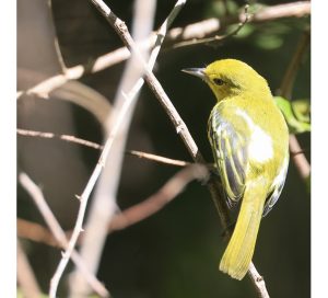 Common Iora, 黑翅雀鹎, Aegithina tiphia-gallery-21
