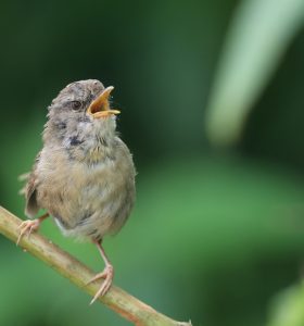 Sunda Bush Warbler, 马氏树莺, Horornis vulcanius-gallery-37
