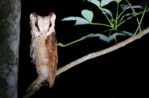 Oriental Bay Owl, 栗鸮, Phodilus badius-gallery-41