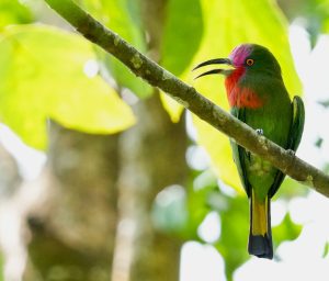Red-bearded Bee-eater, 赤须夜蜂虎, Nyctyornis amictus-gallery-27
