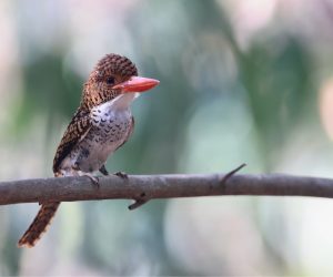 Banded Kingfisher, 横斑翠鸟, Lacedo pulchella-gallery-0