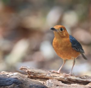 Orange-headed Thrush, 橙头地鸫, Geokichla citrina-gallery-7