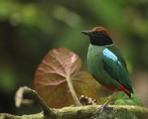 Western Hooded Pitta, 绿胸八色鸫, Pitta sordida-gallery-13