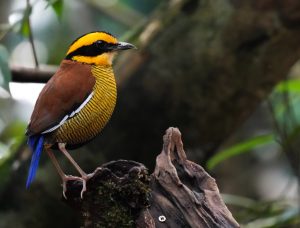 Bornean Banded Pitta, 马来蓝尾八色鸫, Hydrornis irena-gallery-25