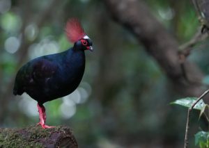 Crested Partridge, 冕鹧鸪, Rollulus rouloul-gallery-22
