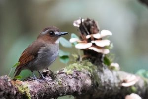 Eyebrowed Jungle Flycatcher, 白眉林鹟, Vauriella gularis-gallery-21