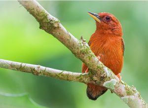 Rufous Piculet, 棕啄木鸟, Sasia abnormis-gallery-20