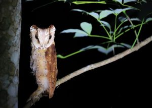 Oriental Bay Owl, 栗鸮, Phodilus badius-gallery-19